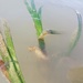 Observation photo