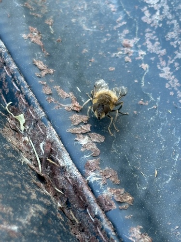 Tapered Drone Fly