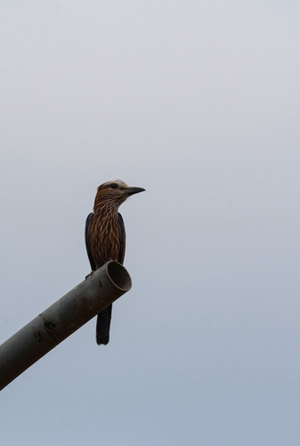 Purple Roller