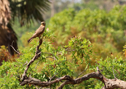 Grasshopper Buzzard