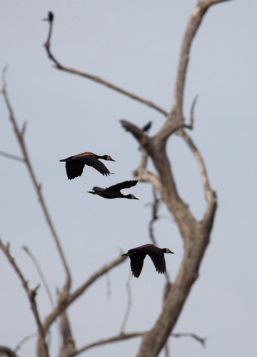 White-faced Whistling-Duck
