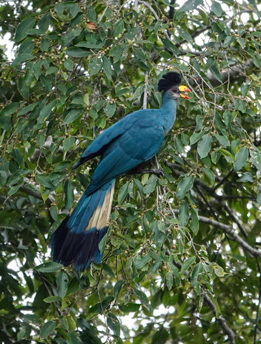 Great Blue Turaco