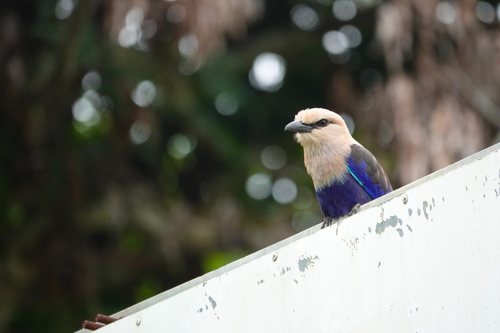 Blue-bellied Roller