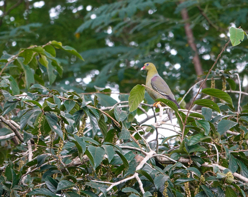 African Green-Pigeon