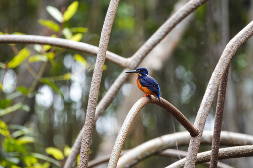 Shining-blue Kingfisher