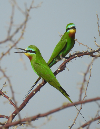 Blue-cheeked Bee-eater