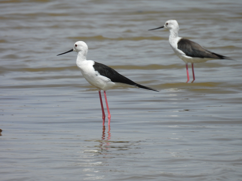 Black-winged Stilt