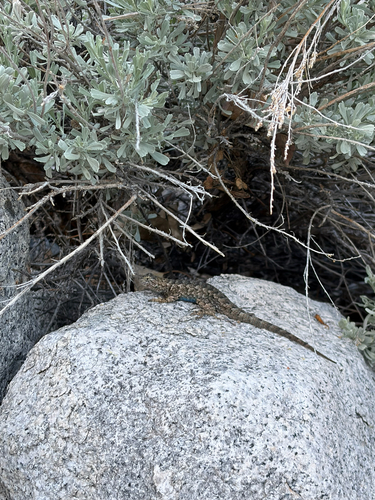 iNaturalist observation photo of Great Basin Fence Lizard