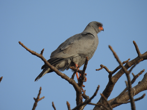 Dark Chanting-Goshawk