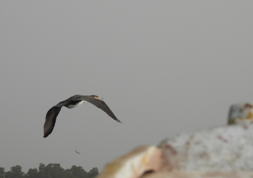 Great Cormorant