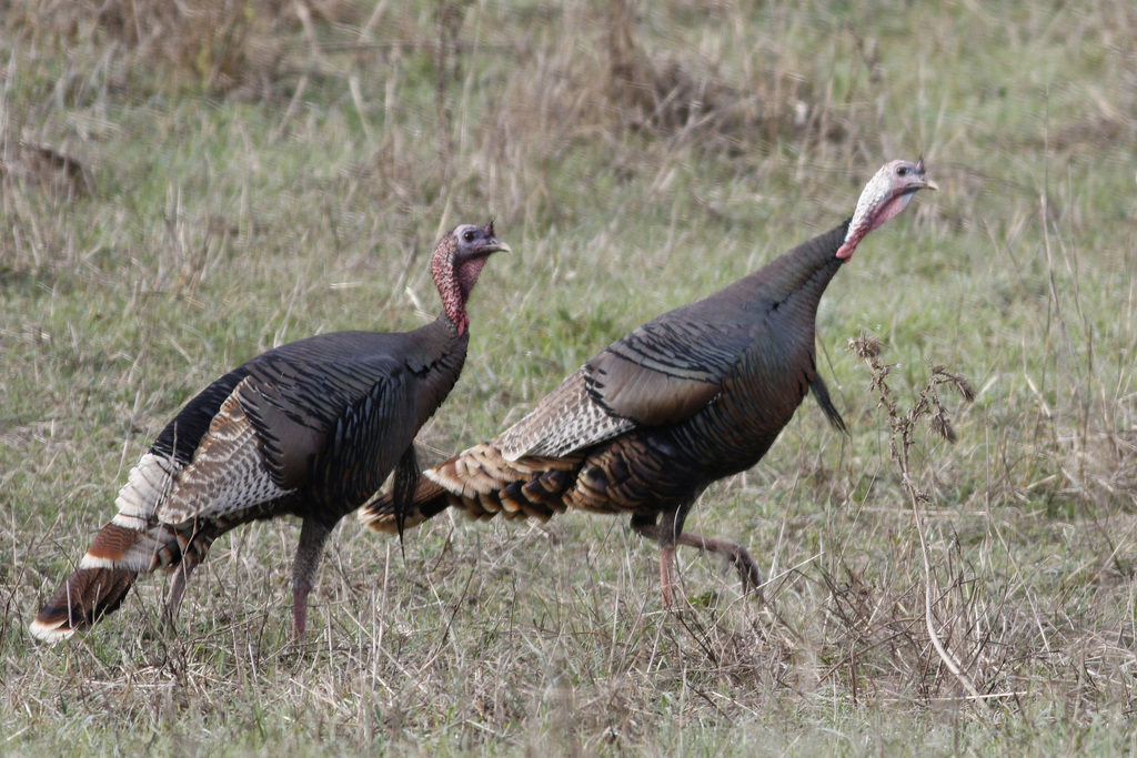 Wild Turkey (Birds of San Mateo County) · iNaturalist