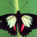 Mariposa Corazón de Parche Verde - Photo (c) gernotkunz, todos los derechos reservados, subido por gernotkunz