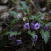 Viola × taradakensis - Photo (c) Yanghoon Cho, όλα τα δικαιώματα διατηρούνται, uploaded by Yanghoon Cho