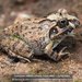 Madagascar Bullfrog - Photo (c) Daniel Austin, all rights reserved, uploaded by Daniel Austin