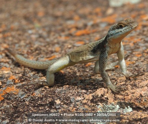 Grandidier's Madagascar Swift