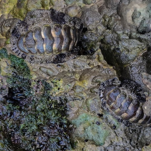 Acanthopleura granulata