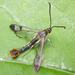 Maple Clearwing Moth - Photo (c) David Beadle, all rights reserved, uploaded by David Beadle
