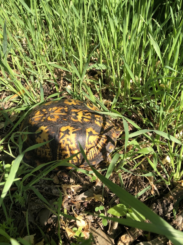 Eastern Box Turtle In March 2020 By Tonya Vernooy INaturalist   Large 