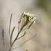 Arabidopsis - Photo (c) Yanghoon Cho, all rights reserved, uploaded by Yanghoon Cho