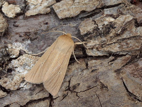 Common Wainscot