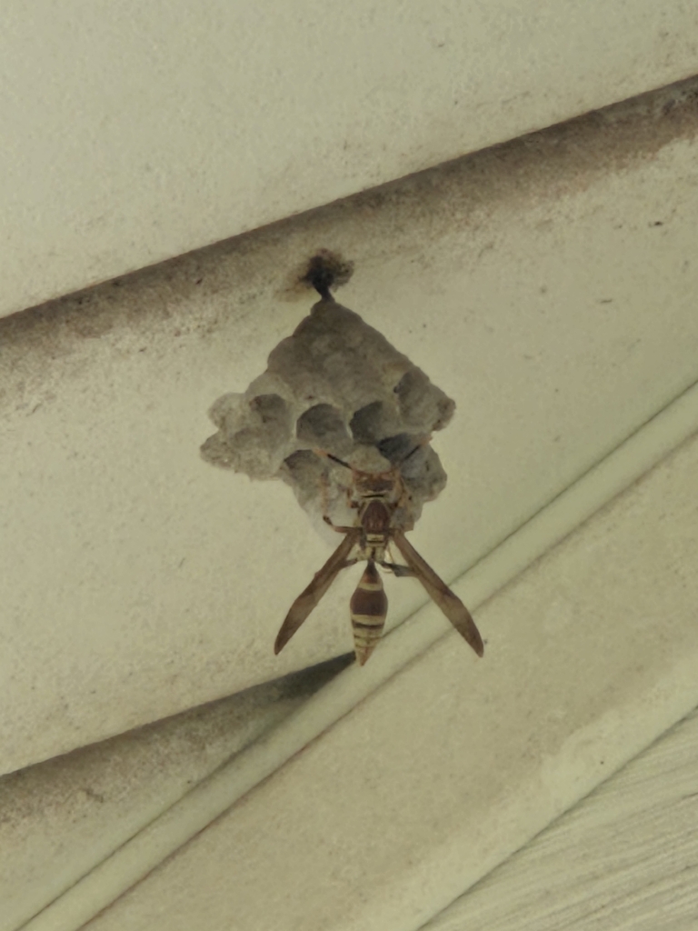 Umbrella Paper Wasps in April 2026 by Ulli Judkins · iNaturalist