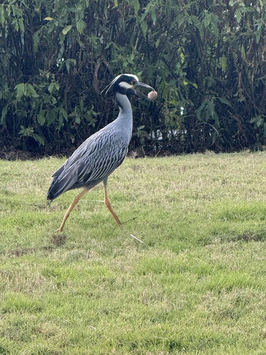 Yellow-crowned Night Heron