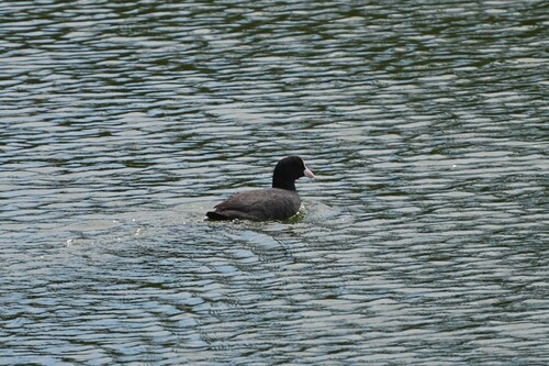 Avistamiento Fulica atra