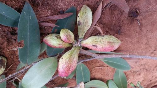 Xylopia bemarivensis