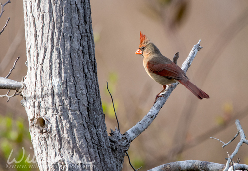 Norther Cardinal in the Okefenokee Swamp
