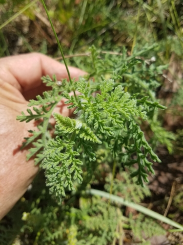 Coastal Ragweed