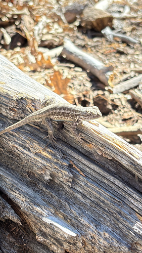 iNaturalist observation photo of Common Sagebrush Lizard