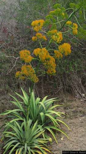Agave acicularis