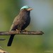 Purple-winged Roller - Photo (c) Chien Lee, all rights reserved, uploaded by Chien Lee