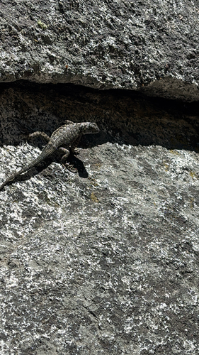 iNaturalist observation photo of Western Fence Lizard