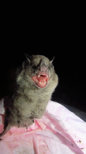 Hairy Yellow-shouldered Bat (Sturnira erythromos) — Least Concern Mammalia