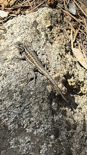 iNaturalist observation photo of Common Sagebrush Lizard