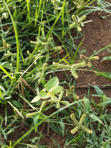 Durban Crowfoot