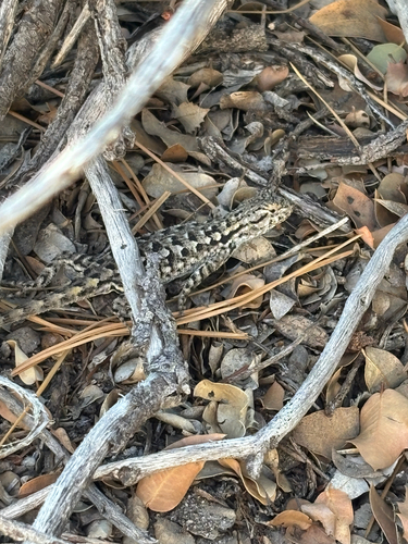 iNaturalist observation photo of Spiny Lizards