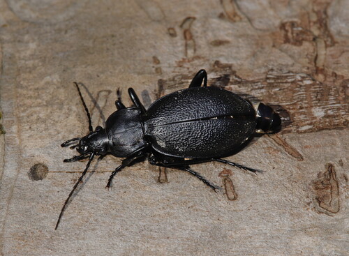 Leather Beetle
