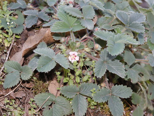 Pink Barren-strawberry