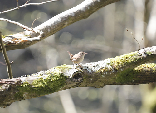 Eurasian Wren