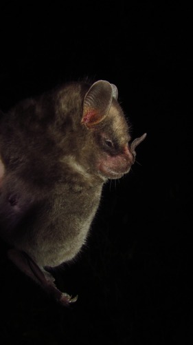 Quechua broad-nosed bat (Platyrrhinus masu) — Least Concern Mammalia