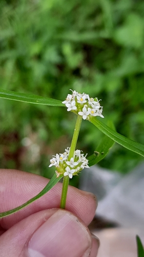 Mitracarpus baturitensis