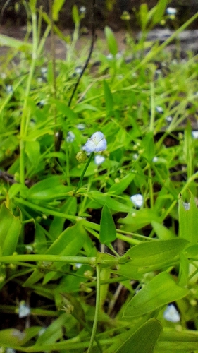 Callisia filiformis