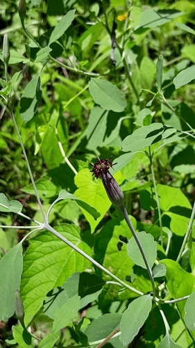 yerba porosa
