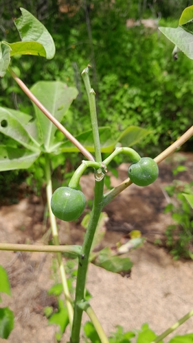 Manihot carthagenensis