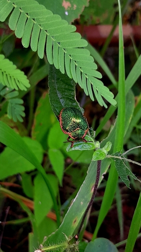 Polychalca punctatissima