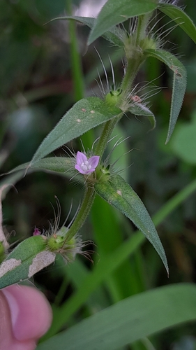 Hexasepalum apiculatum
