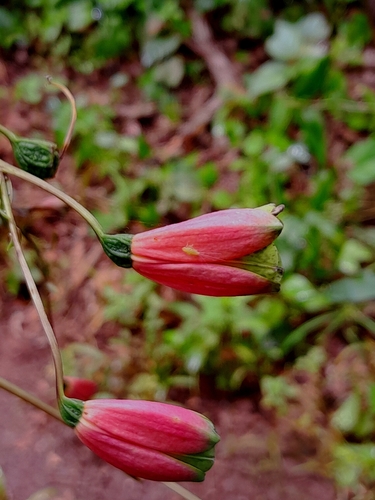 salsilla