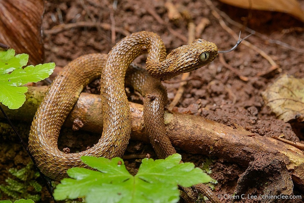 Portrait of Bush viper (Atheris squamigera) on black back ground Stock  Photo - Alamy